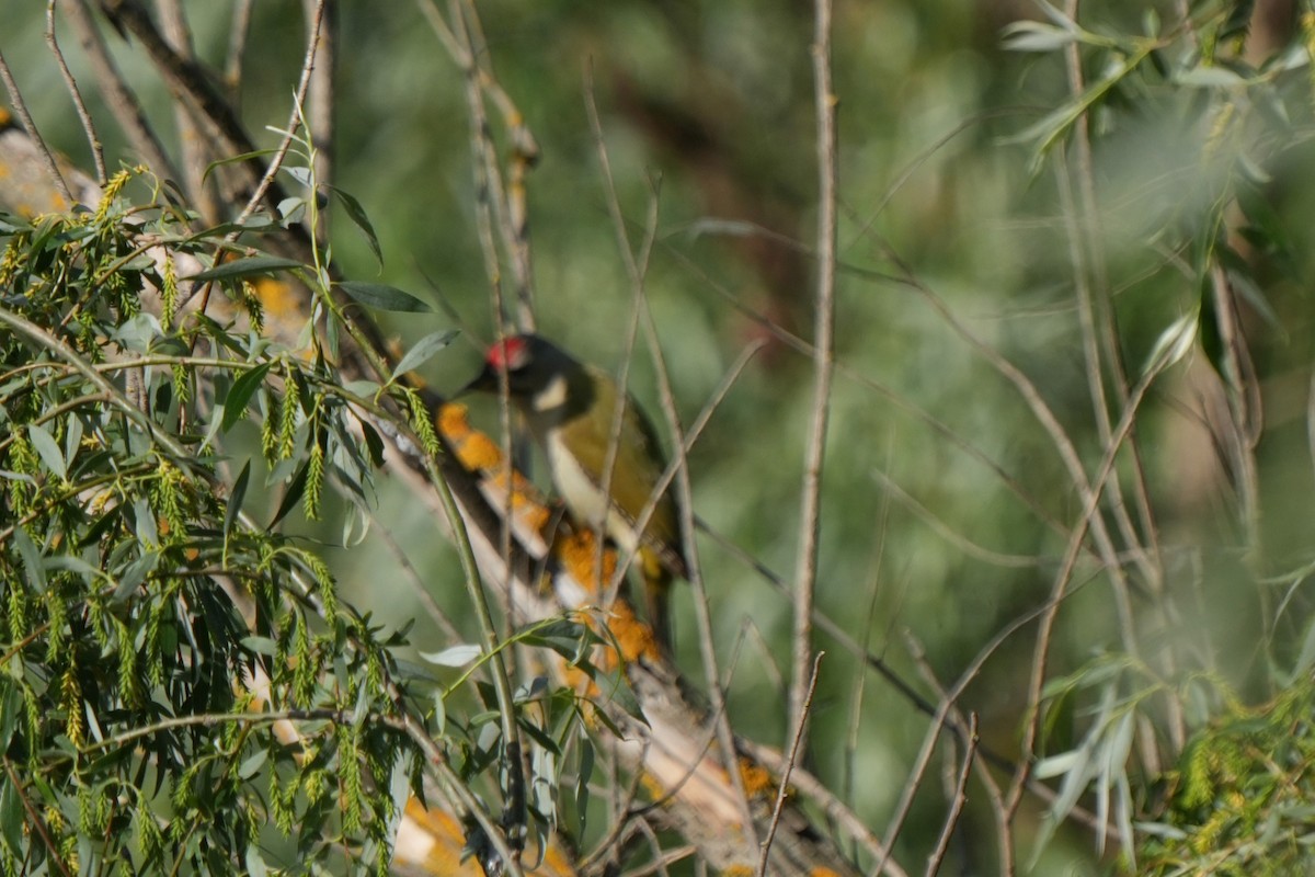 Gray-headed Woodpecker - ML618704739