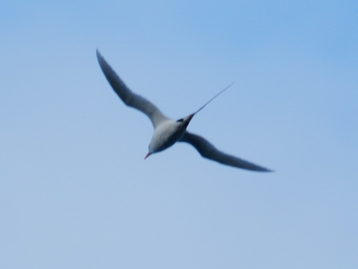 Red-tailed Tropicbird - ML618704755