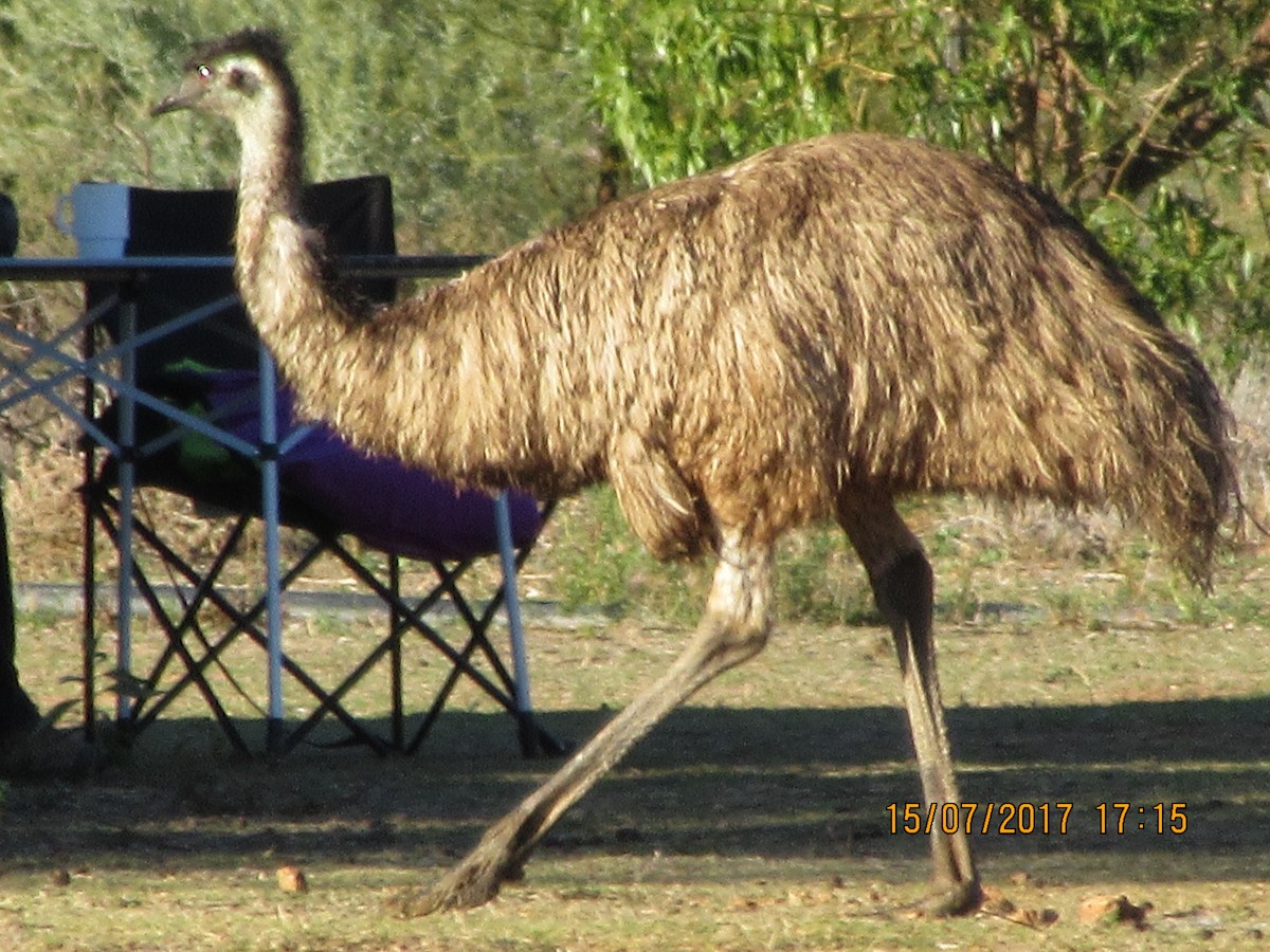 emu hnědý - ML618704758