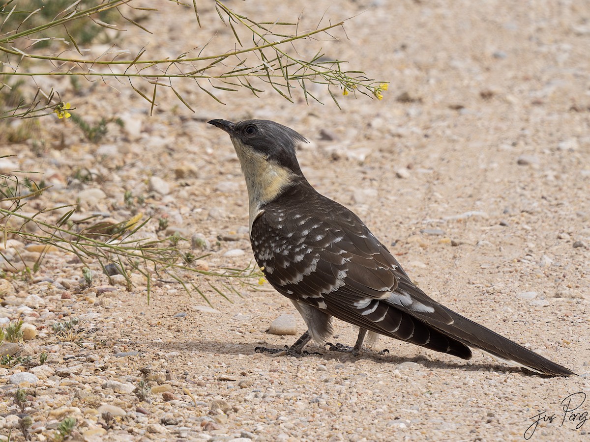 Great Spotted Cuckoo - ML618704772