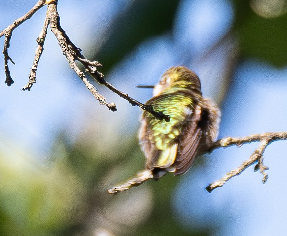 Anna's Hummingbird - ML618704793