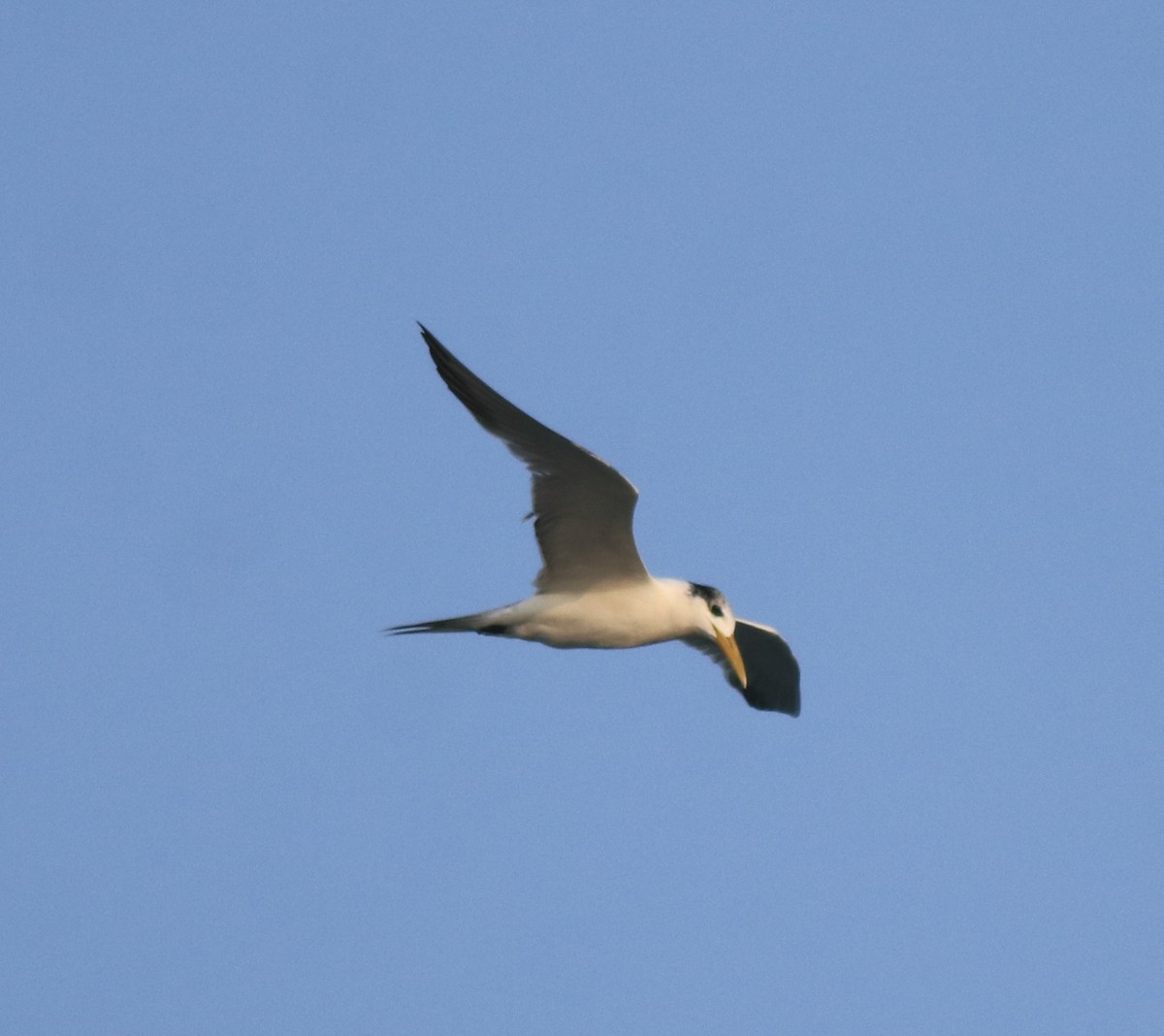 Great Crested Tern - Afsar Nayakkan
