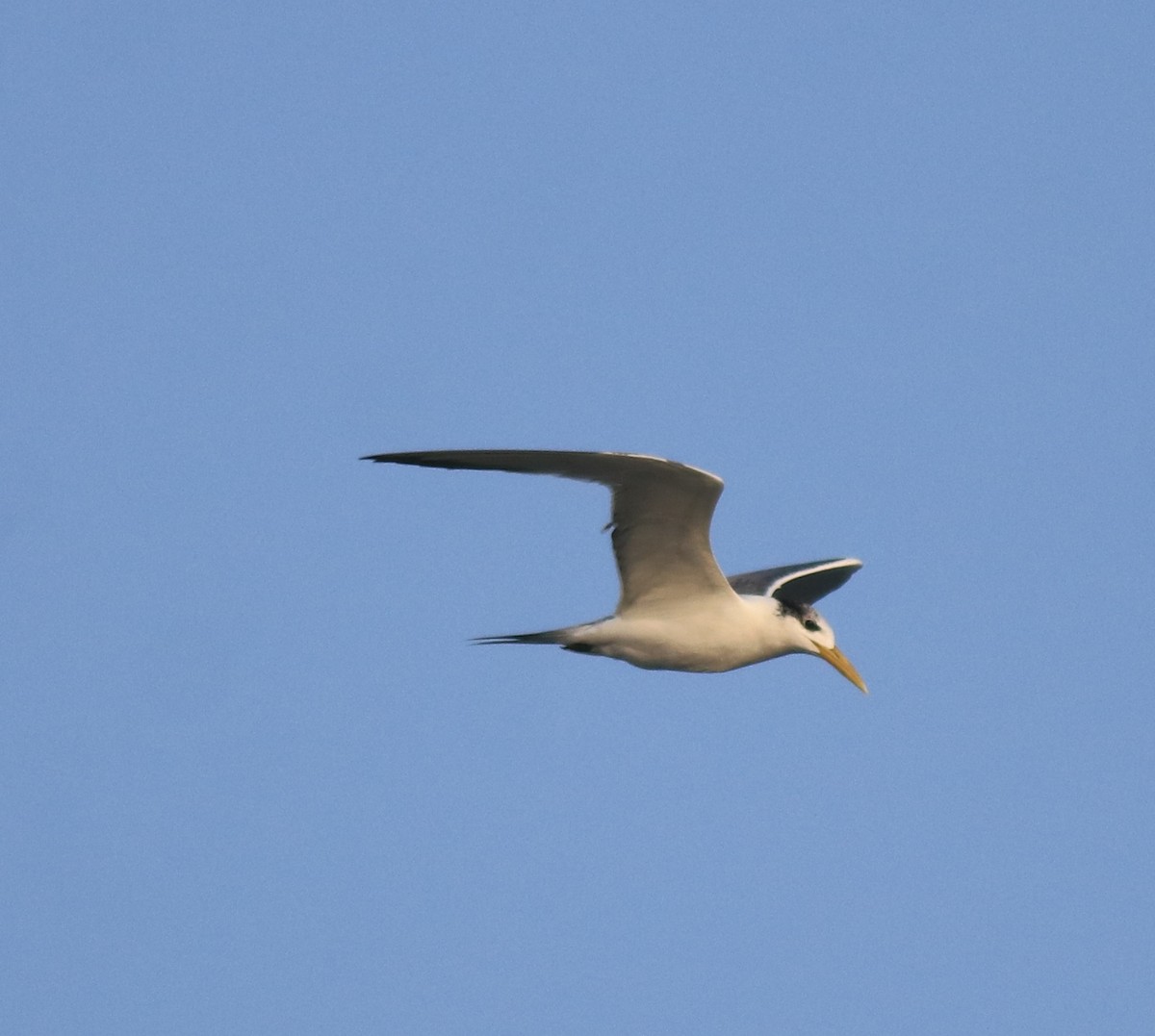 Great Crested Tern - ML618704832