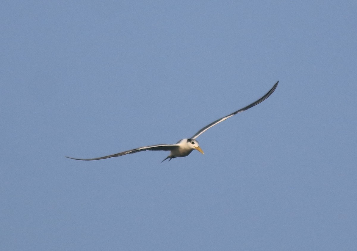 Great Crested Tern - ML618704834