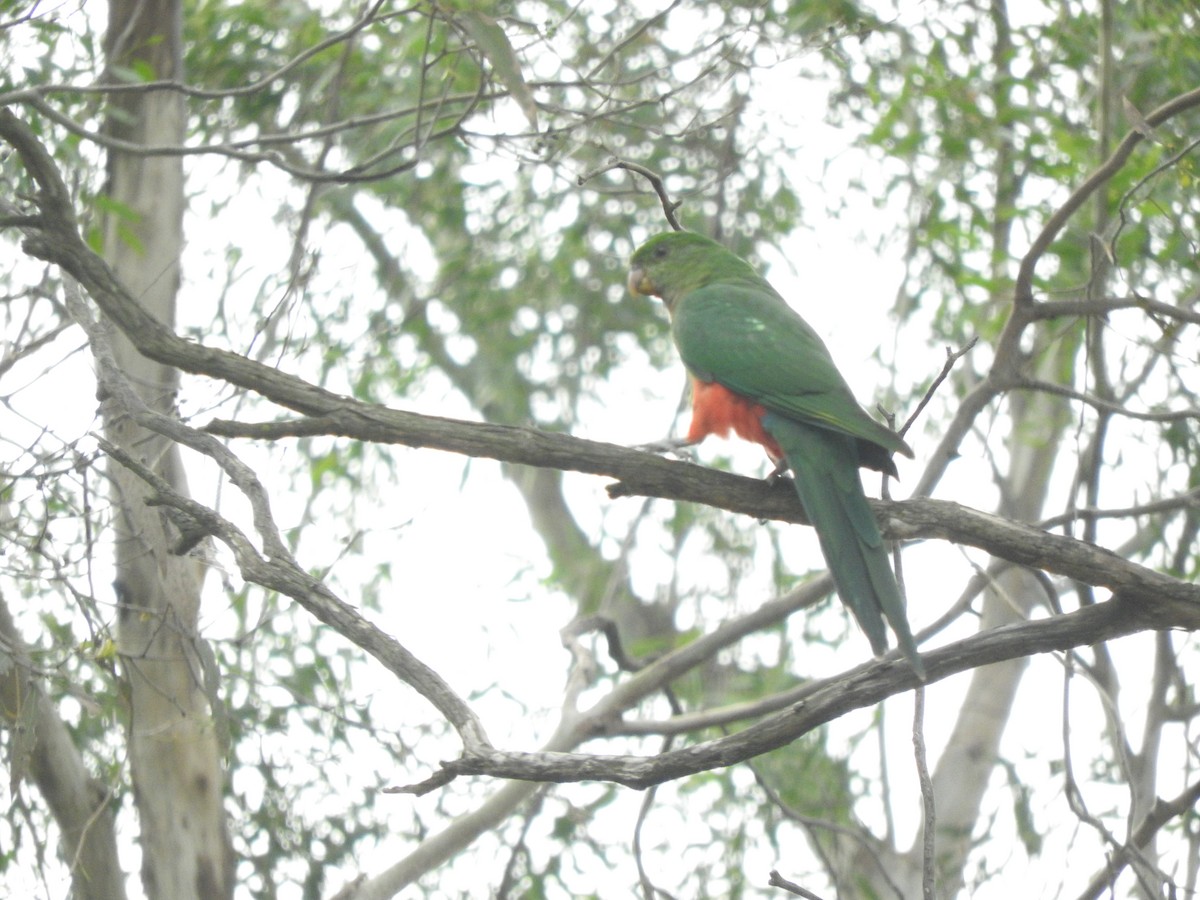 Australian King-Parrot - ML618704836