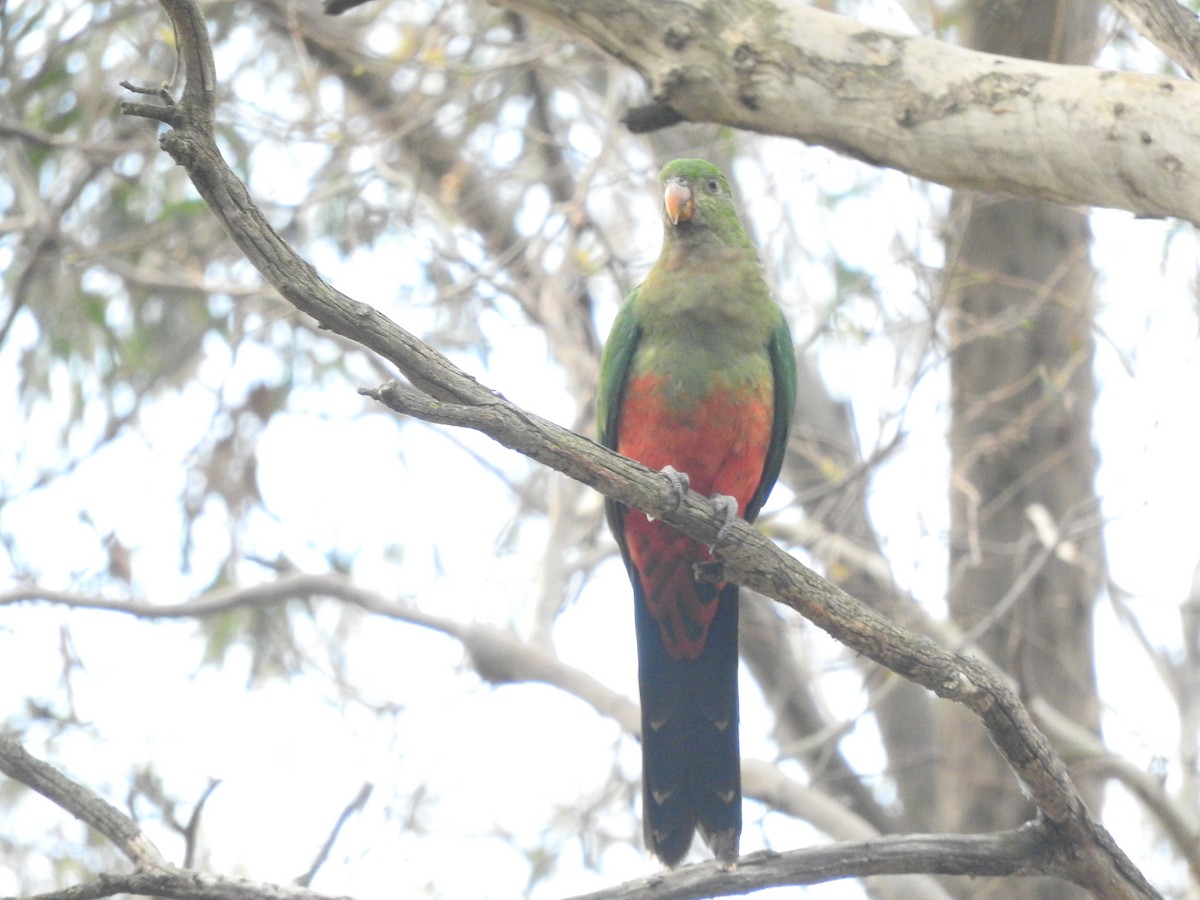 Australian King-Parrot - ML618704838