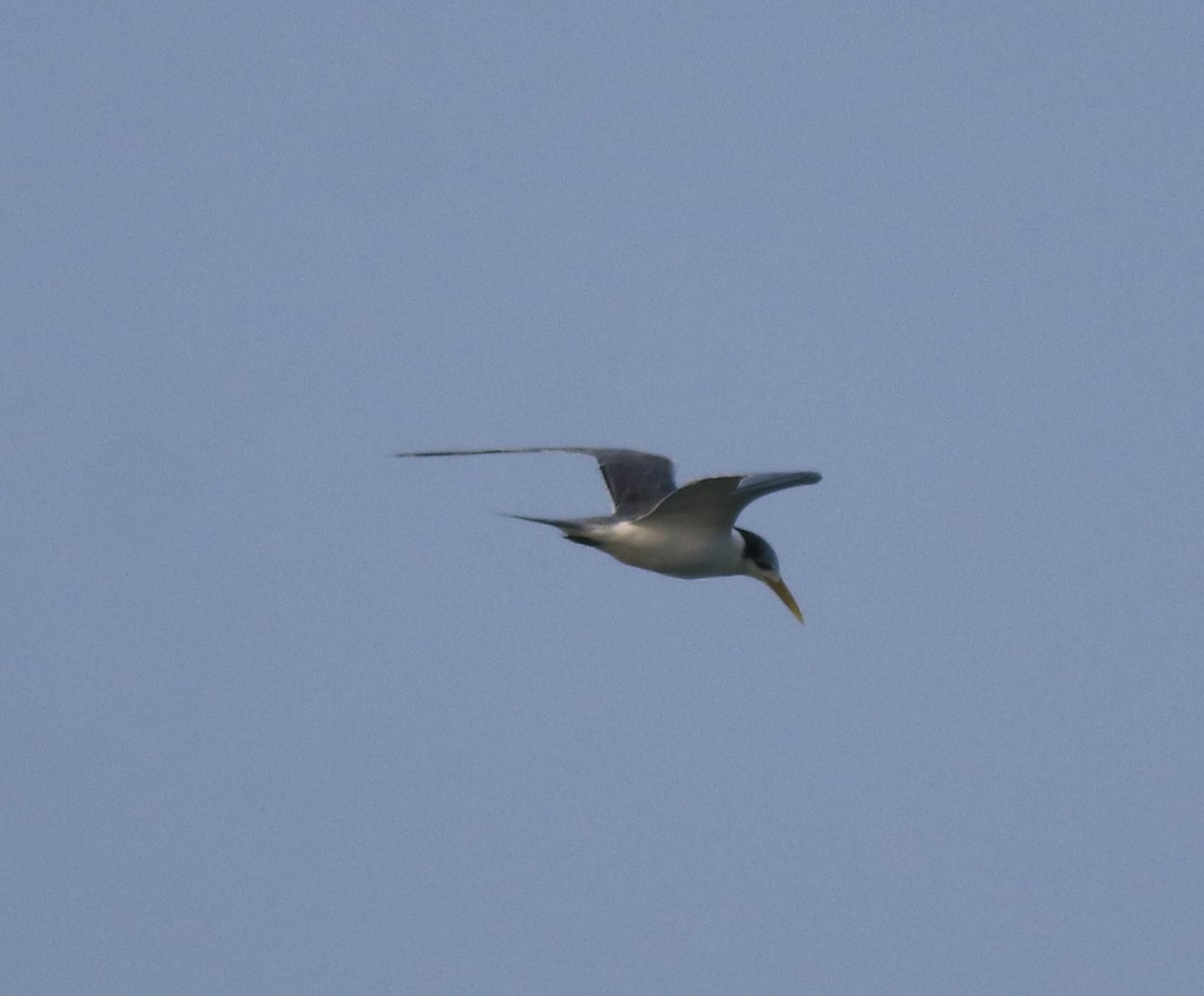 Great Crested Tern - ML618704841