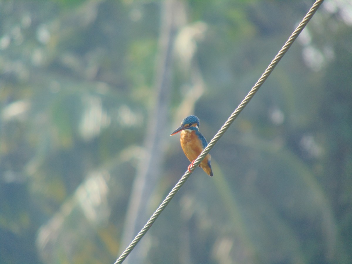 Common Kingfisher - ML618704844