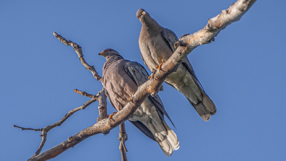 Band-tailed Pigeon - ML618704871