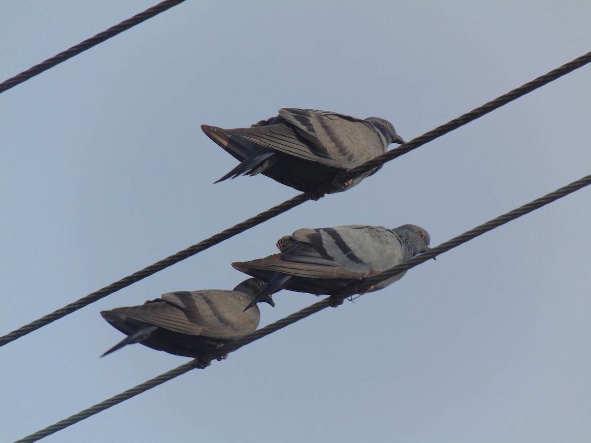 Rock Pigeon (Feral Pigeon) - Sarath Chandran P