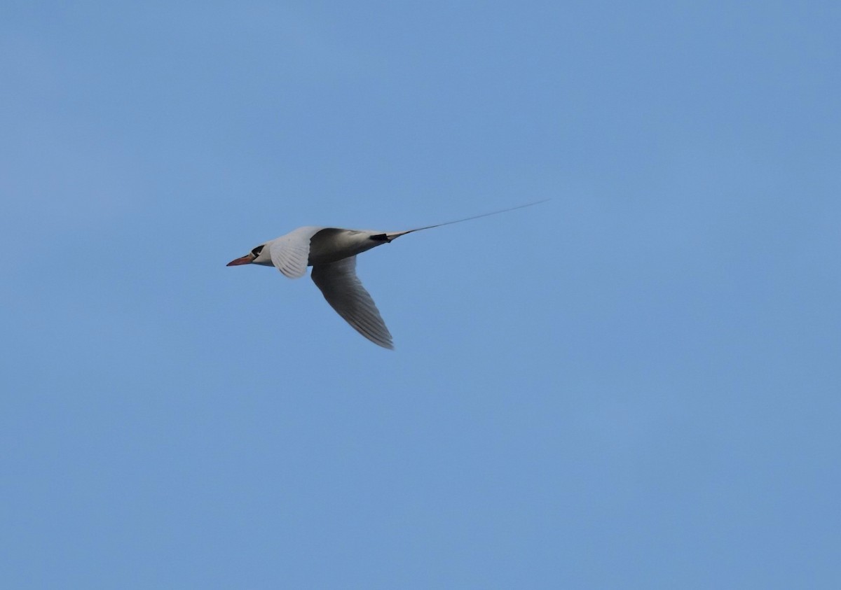Red-tailed Tropicbird - ML618704918
