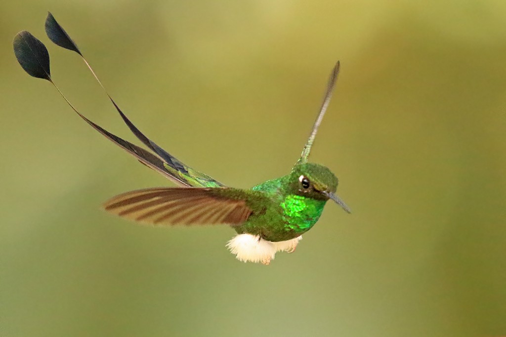 White-booted Racket-tail - Rene Valdes 🦜