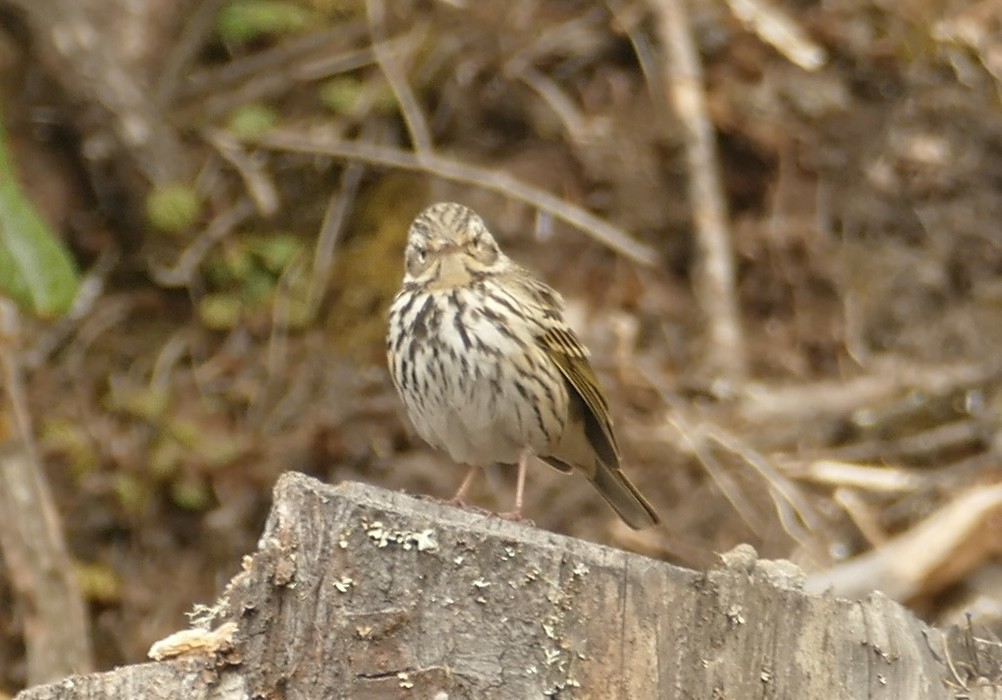 Olive-backed Pipit - ML618704978