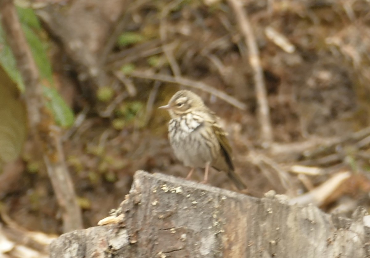 Olive-backed Pipit - ML618704979