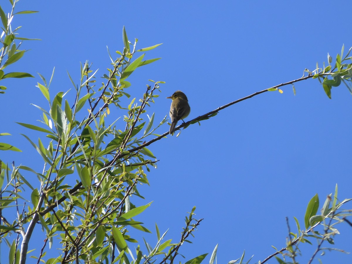 Melodious Warbler - ML618704993