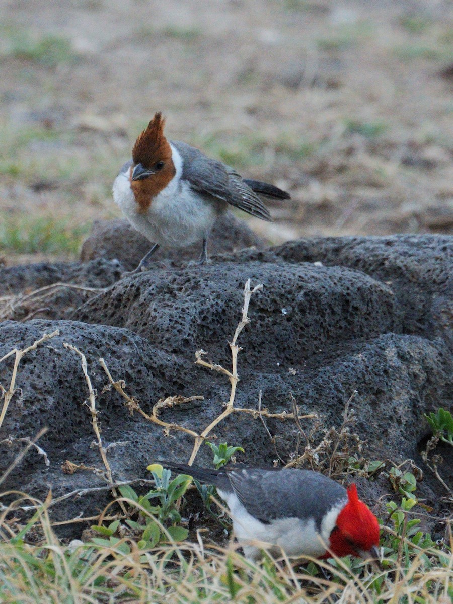 Red-crested Cardinal - ML618705022