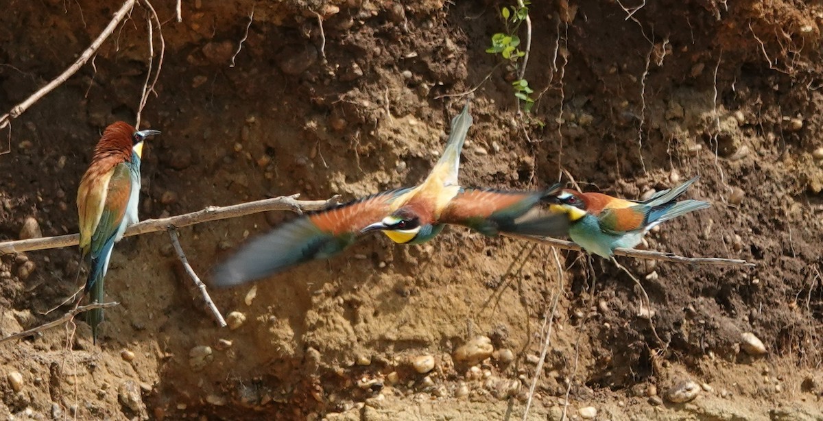 European Bee-eater - ML618705046