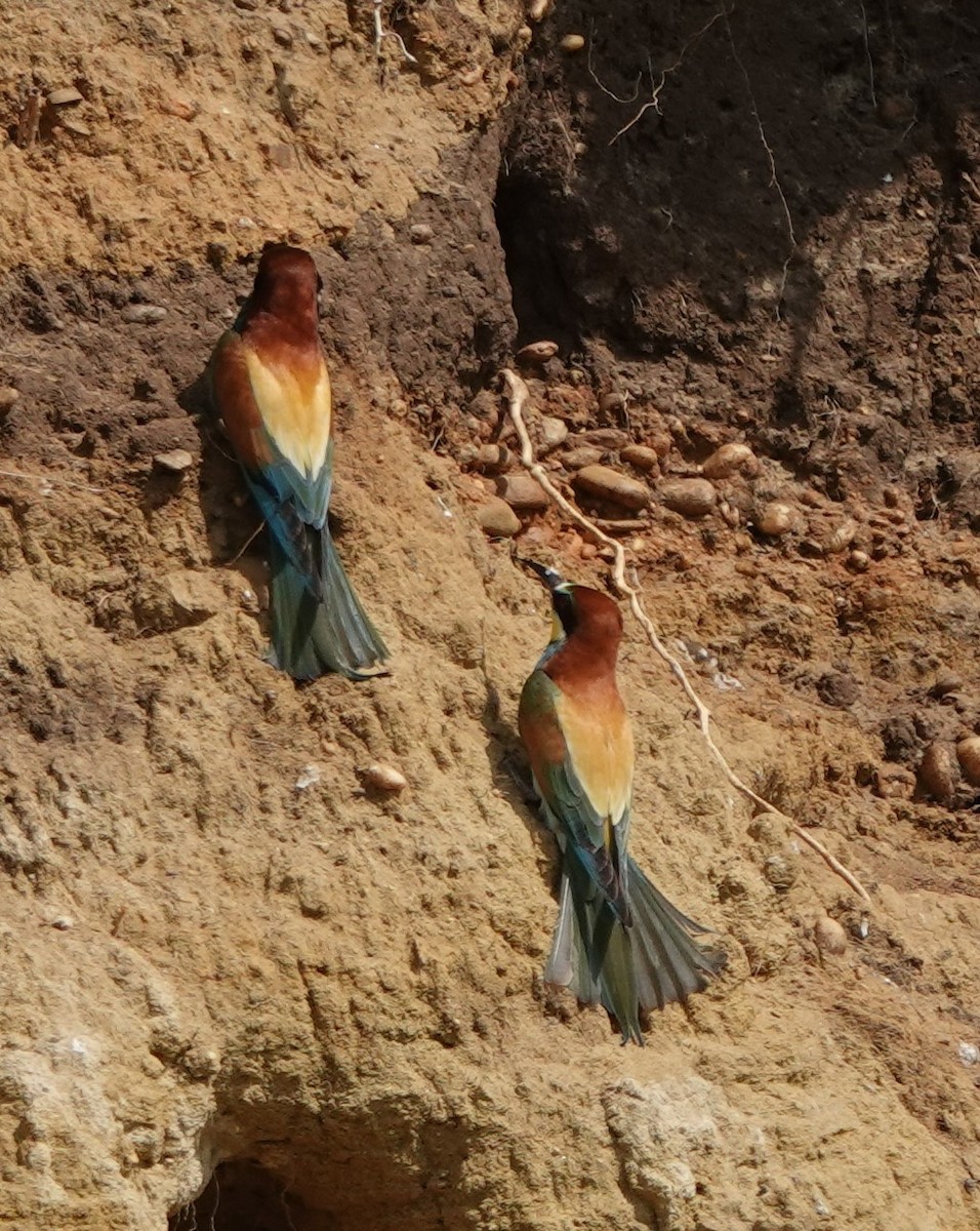 European Bee-eater - ML618705047