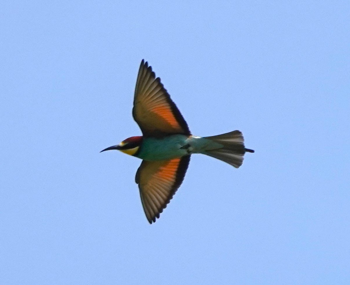 European Bee-eater - ML618705048