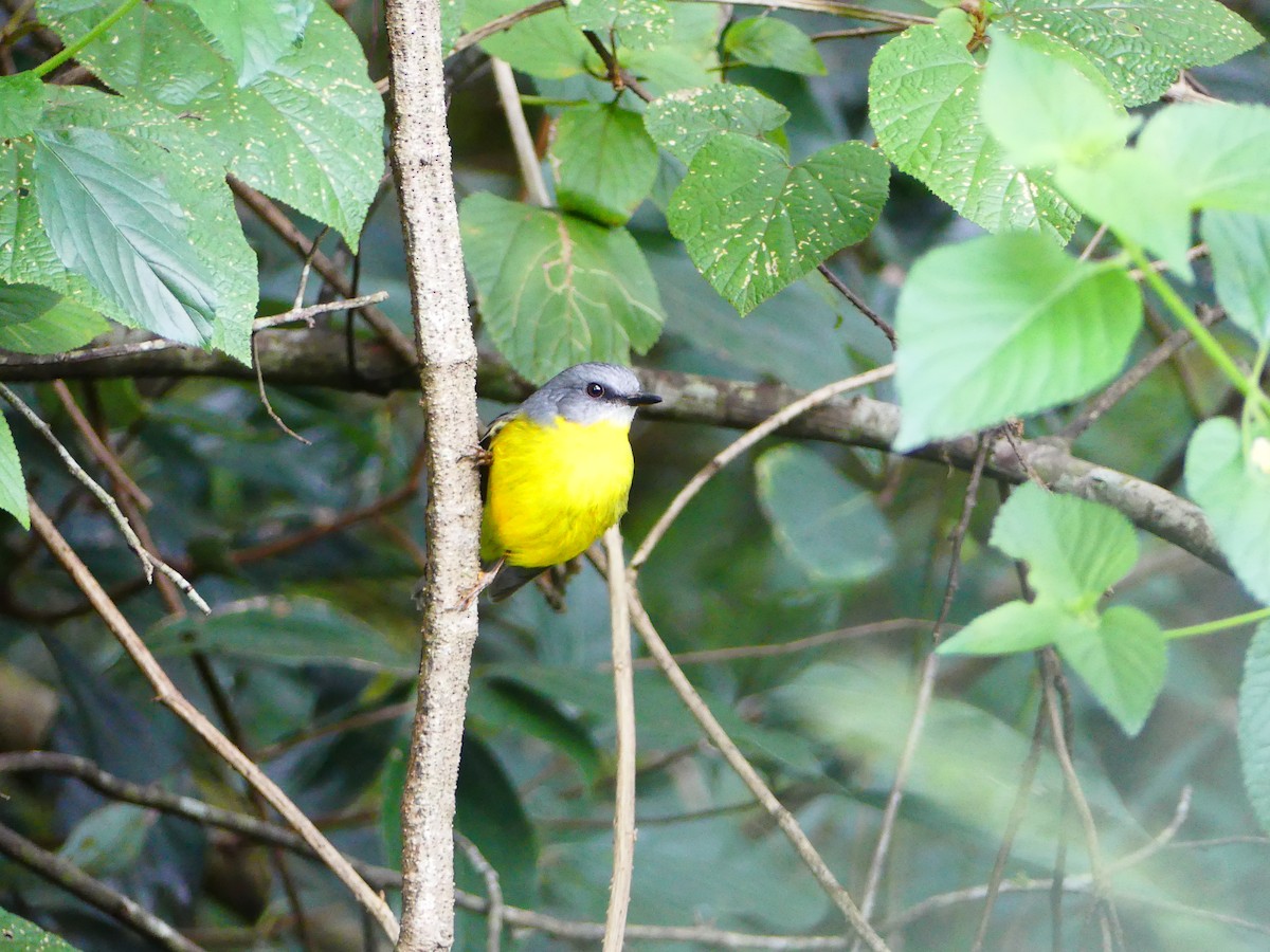 Eastern Yellow Robin - ML618705059