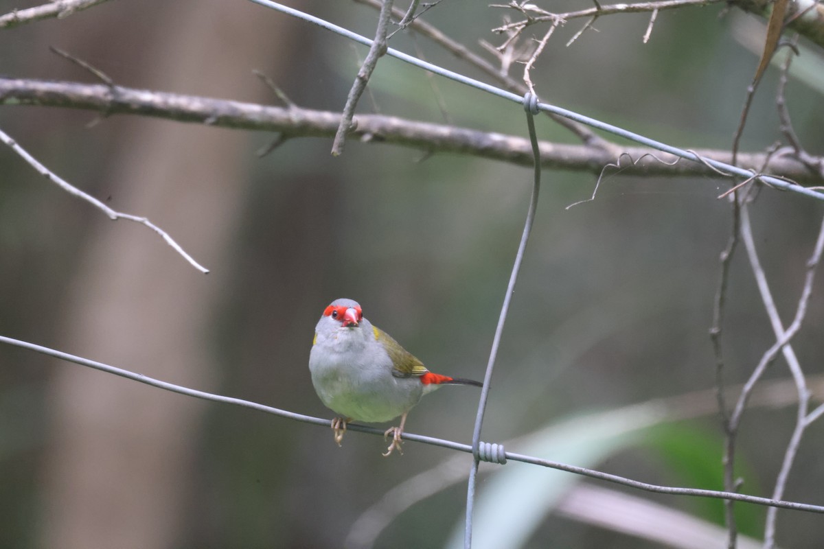 Red-browed Firetail - ML618705094