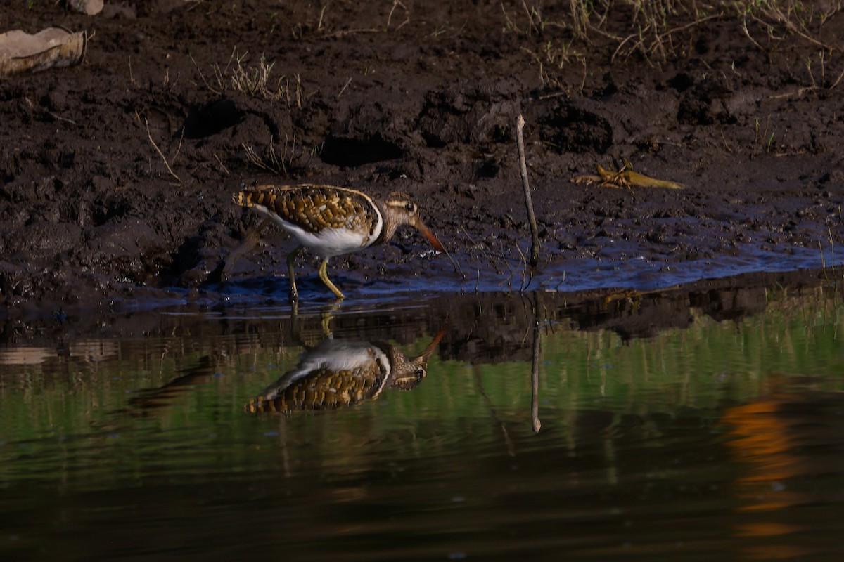 Greater Painted-Snipe - ML618705096