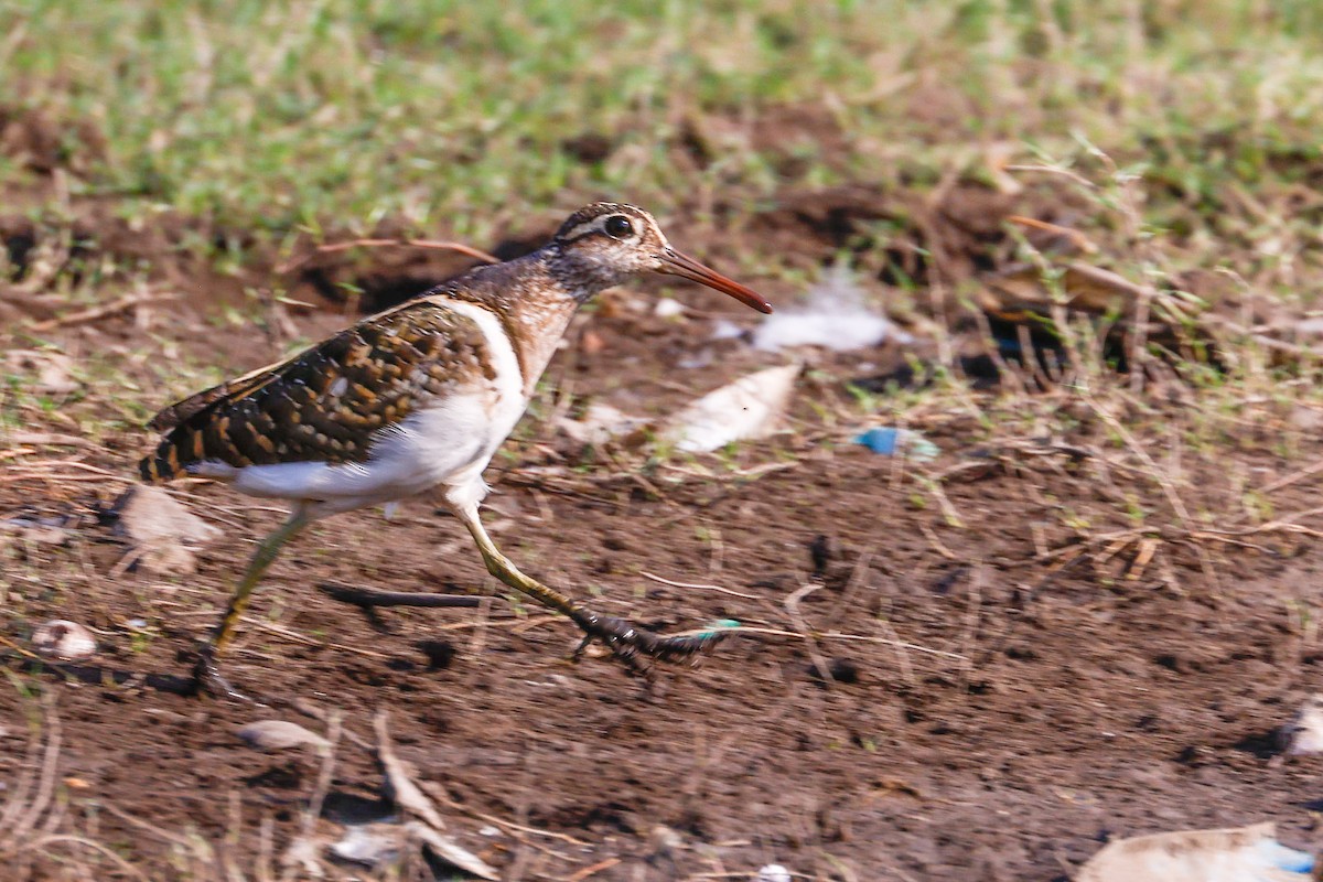 Greater Painted-Snipe - ML618705097