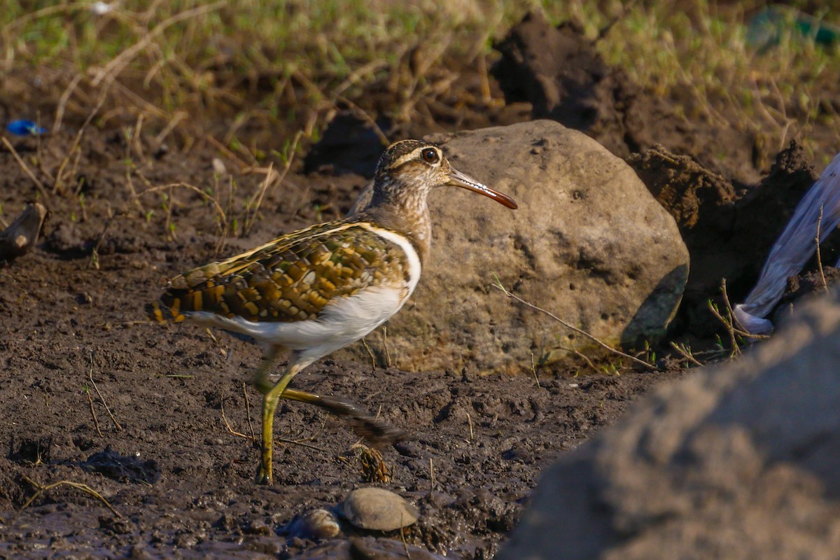 Greater Painted-Snipe - ML618705098