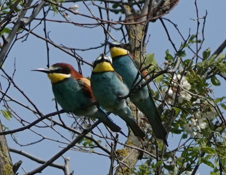 European Bee-eater - ML618705119
