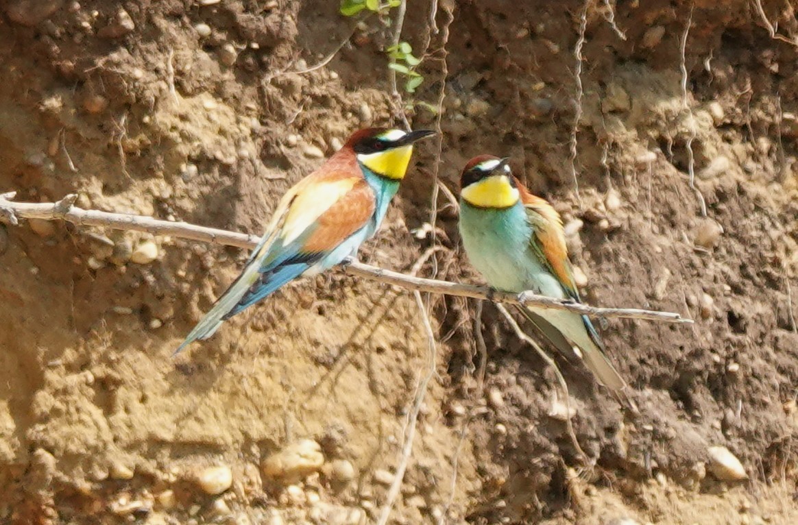 European Bee-eater - ML618705120