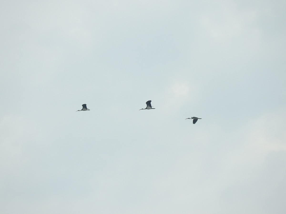 ibis slámokrký - ML618705126