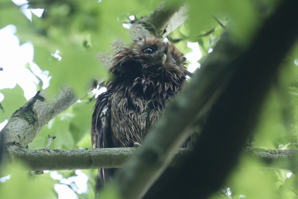Tawny Owl - ML618705150