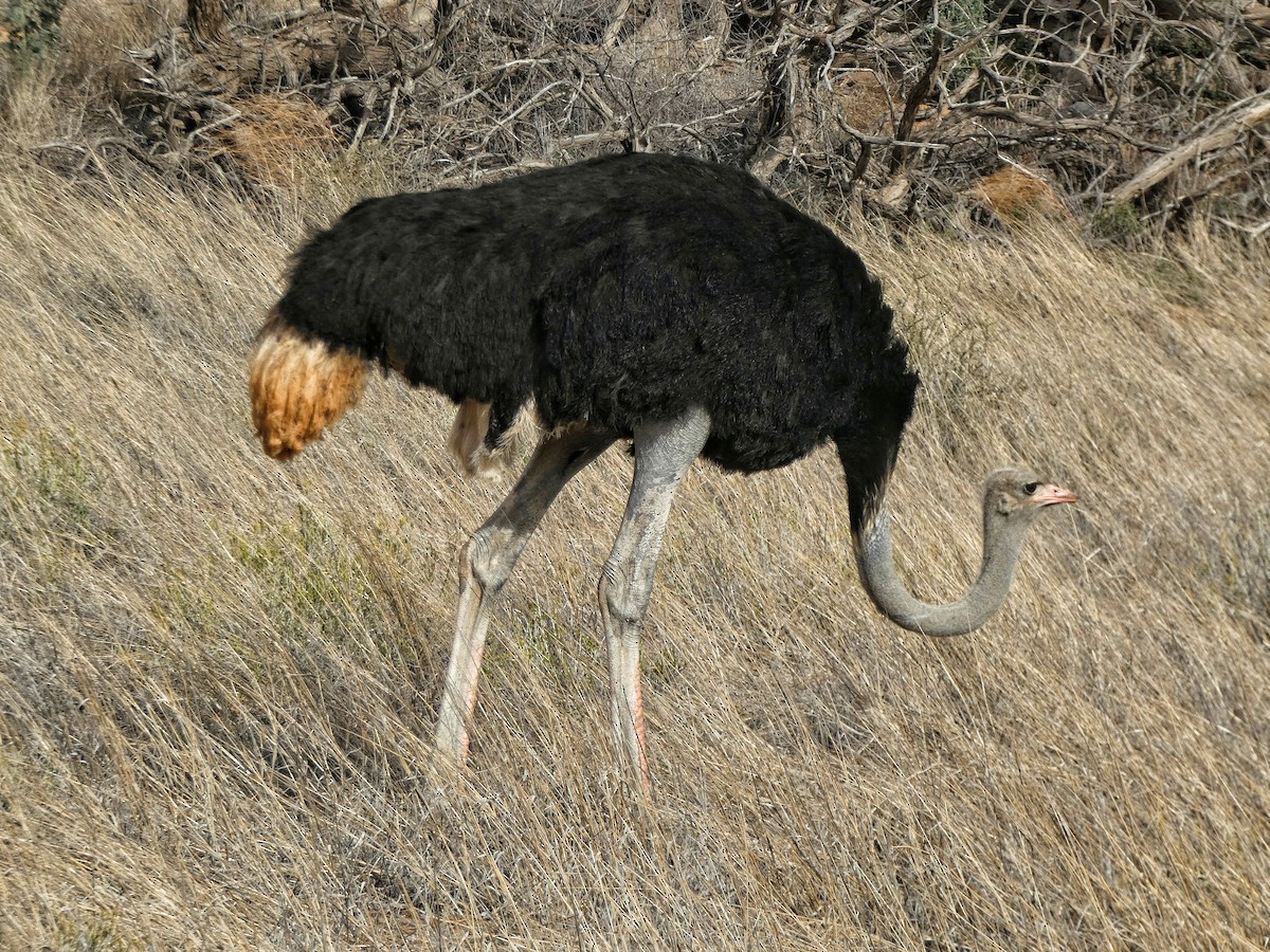 Common Ostrich - ML618705200