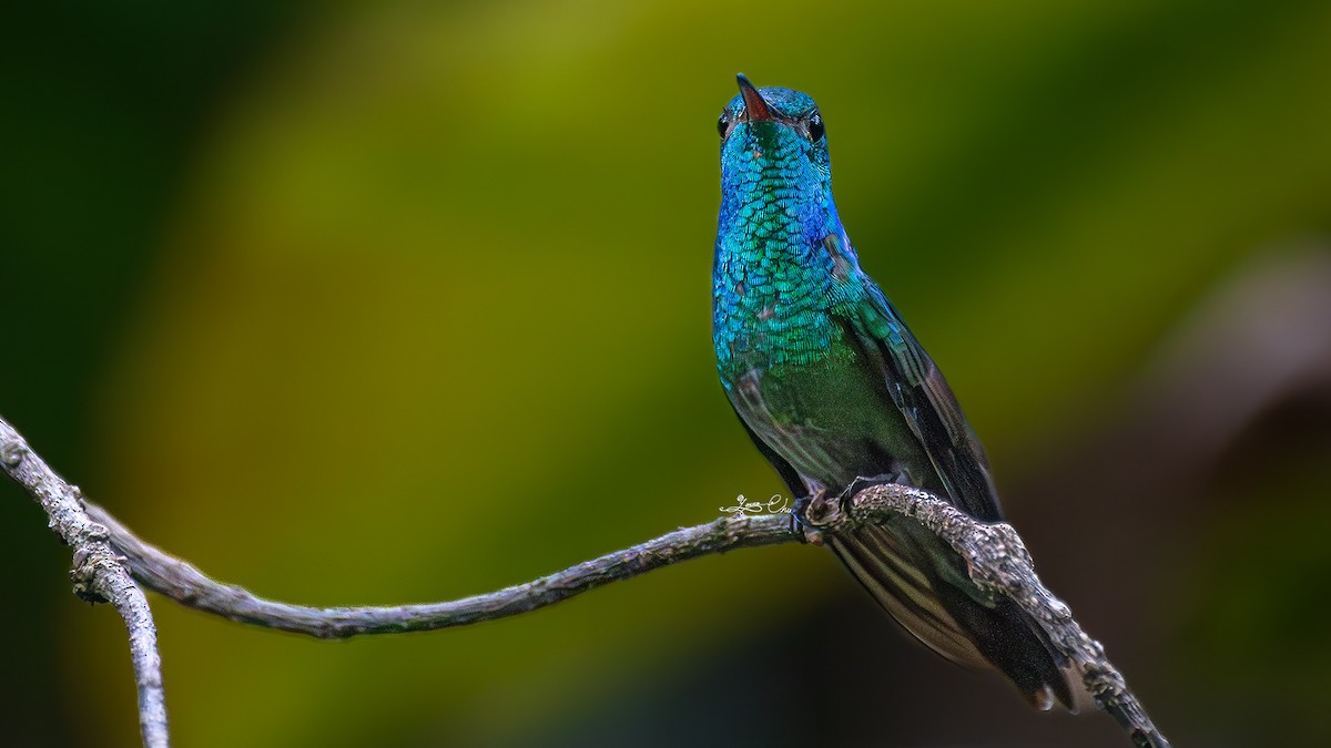 kolibřík safírový - ML618705295