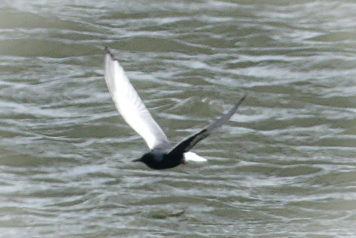 White-winged Tern - ML618705302