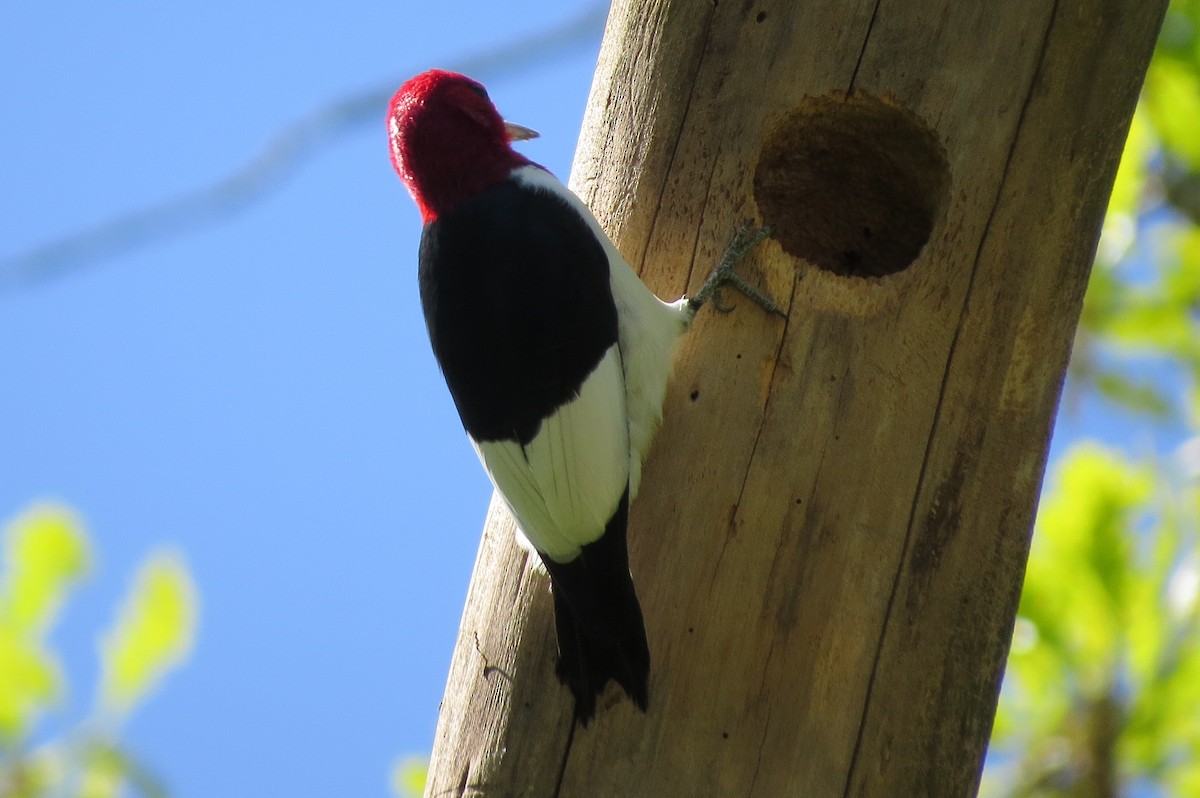 Red-headed Woodpecker - ML618705311