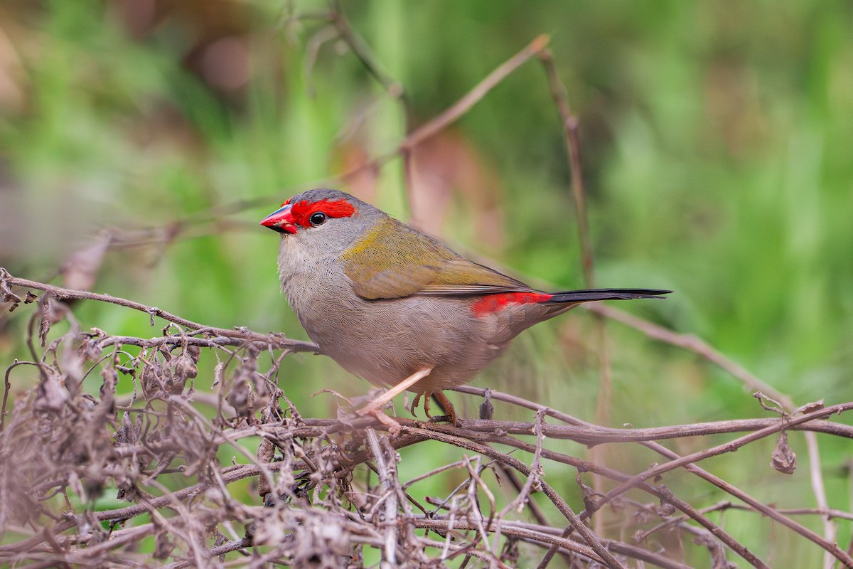Red-browed Firetail - ML618705315