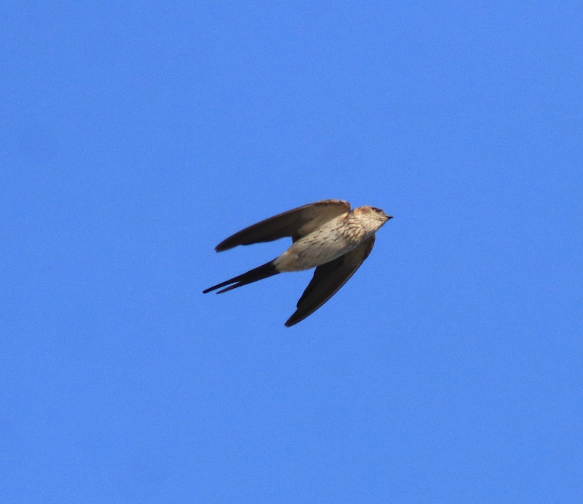 Red-rumped Swallow - ML618705369