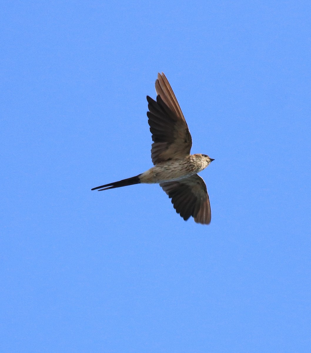 Red-rumped Swallow - ML618705370