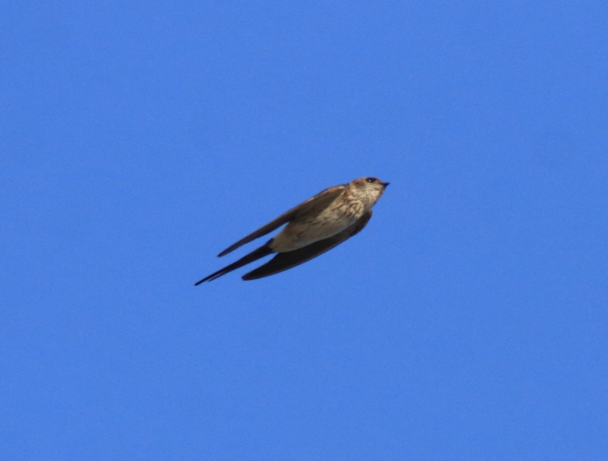 Red-rumped Swallow - ML618705371
