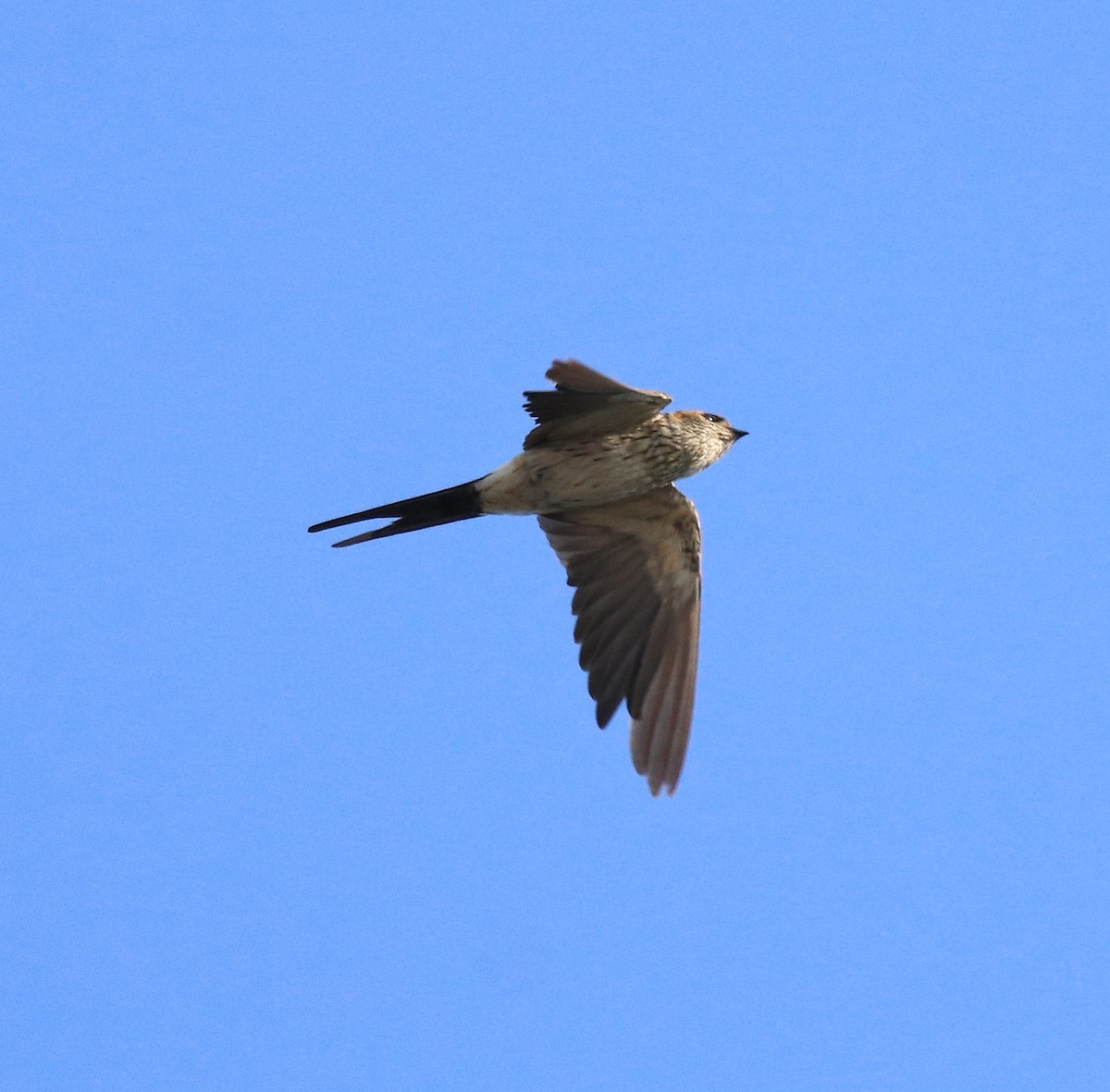 Red-rumped Swallow - ML618705372