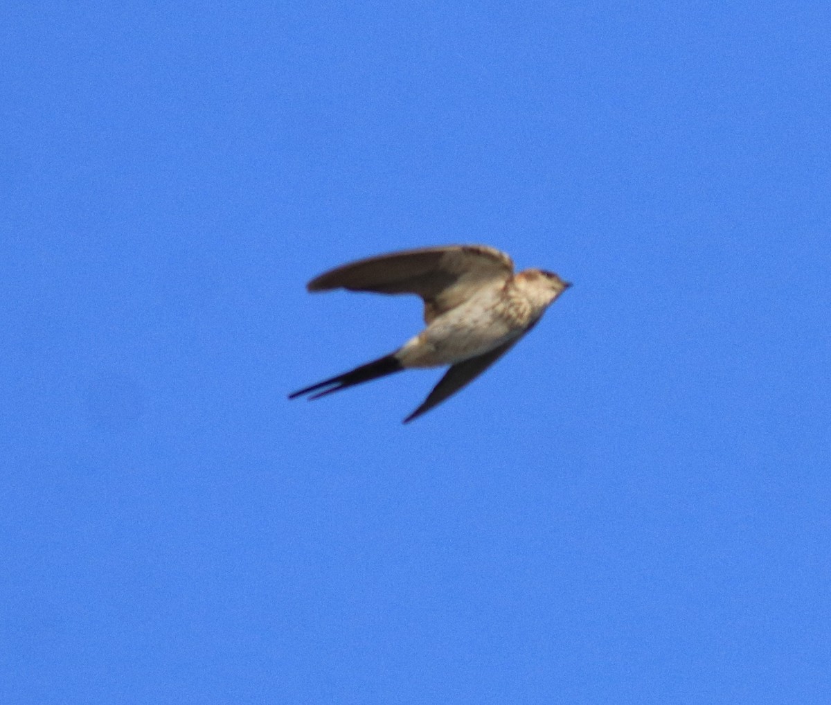 Red-rumped Swallow - ML618705373