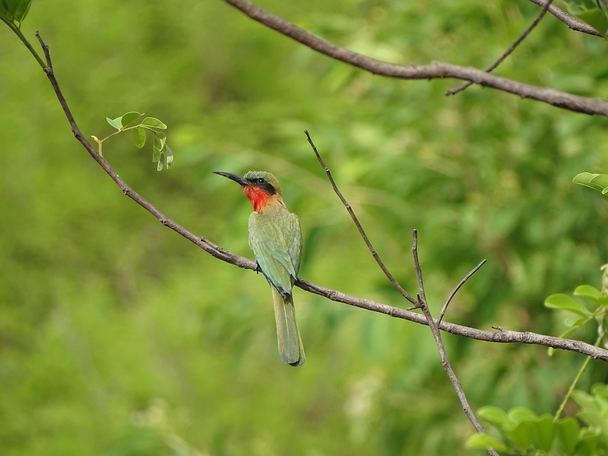 Red-throated Bee-eater - ML618705379