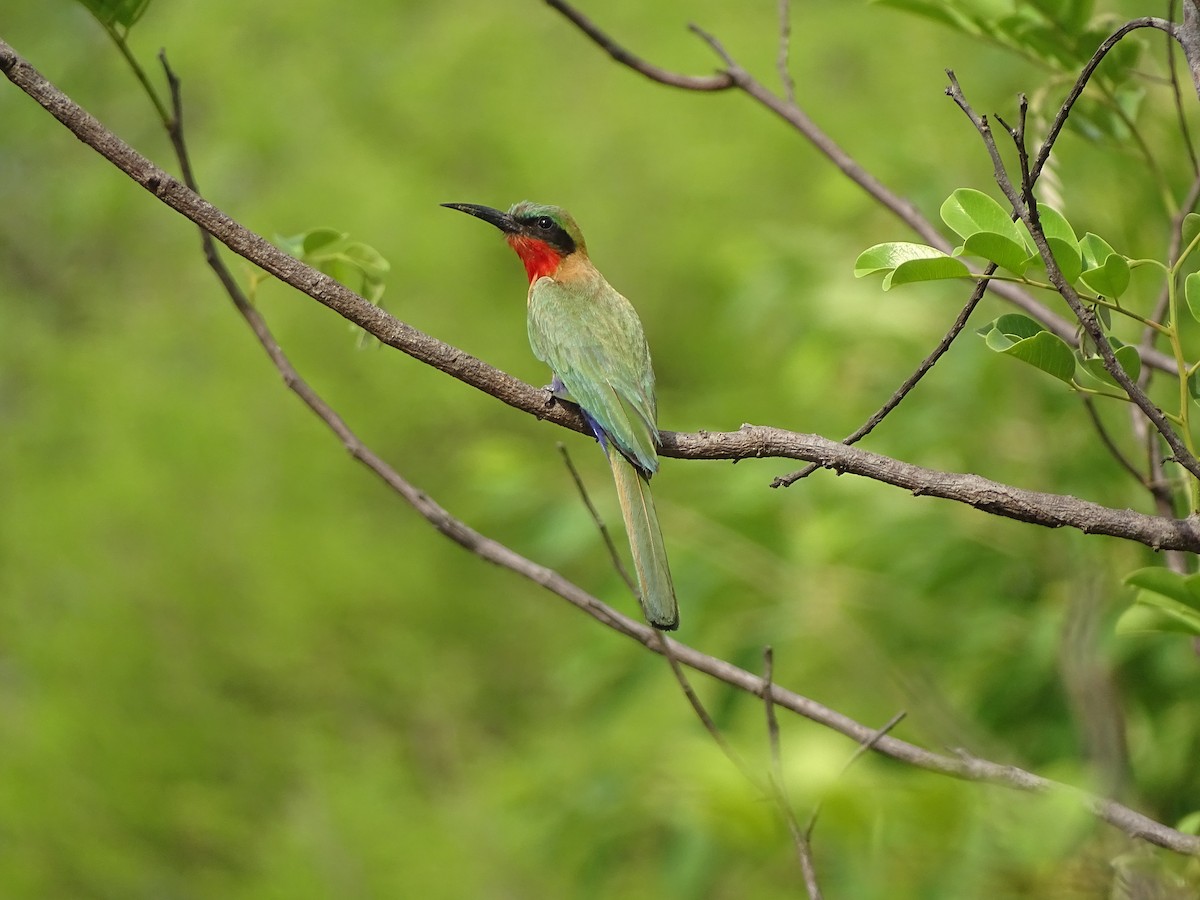 Red-throated Bee-eater - ML618705380