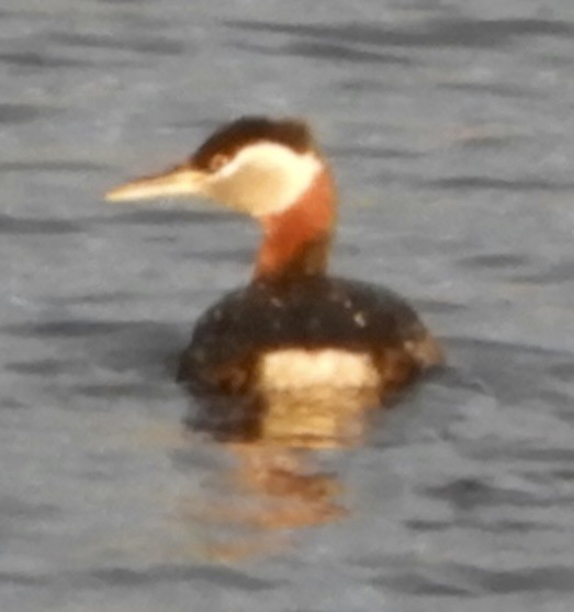 Red-necked Grebe - ML618705418