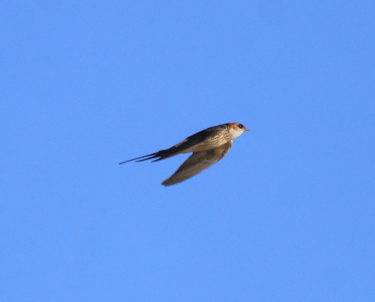 Red-rumped Swallow - Afsar Nayakkan