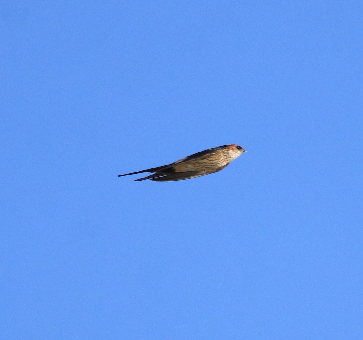 Red-rumped Swallow - ML618705449