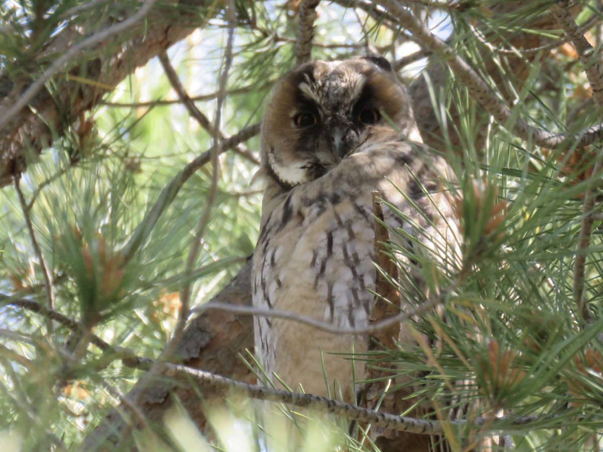 Long-eared Owl - ML618705473