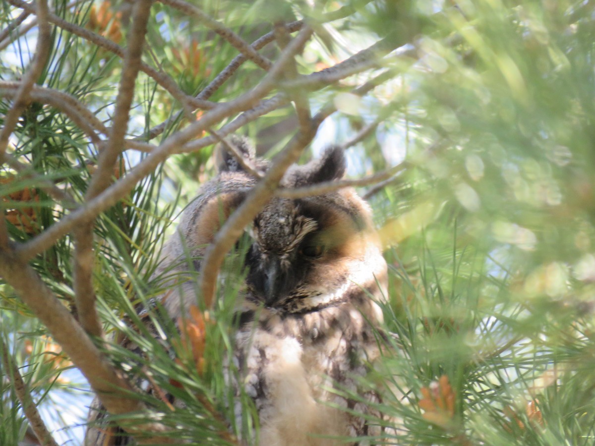 Long-eared Owl - ML618705474