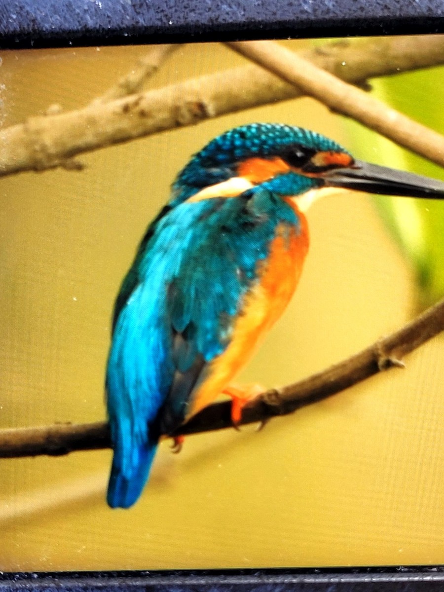 Common Kingfisher - ML618705528